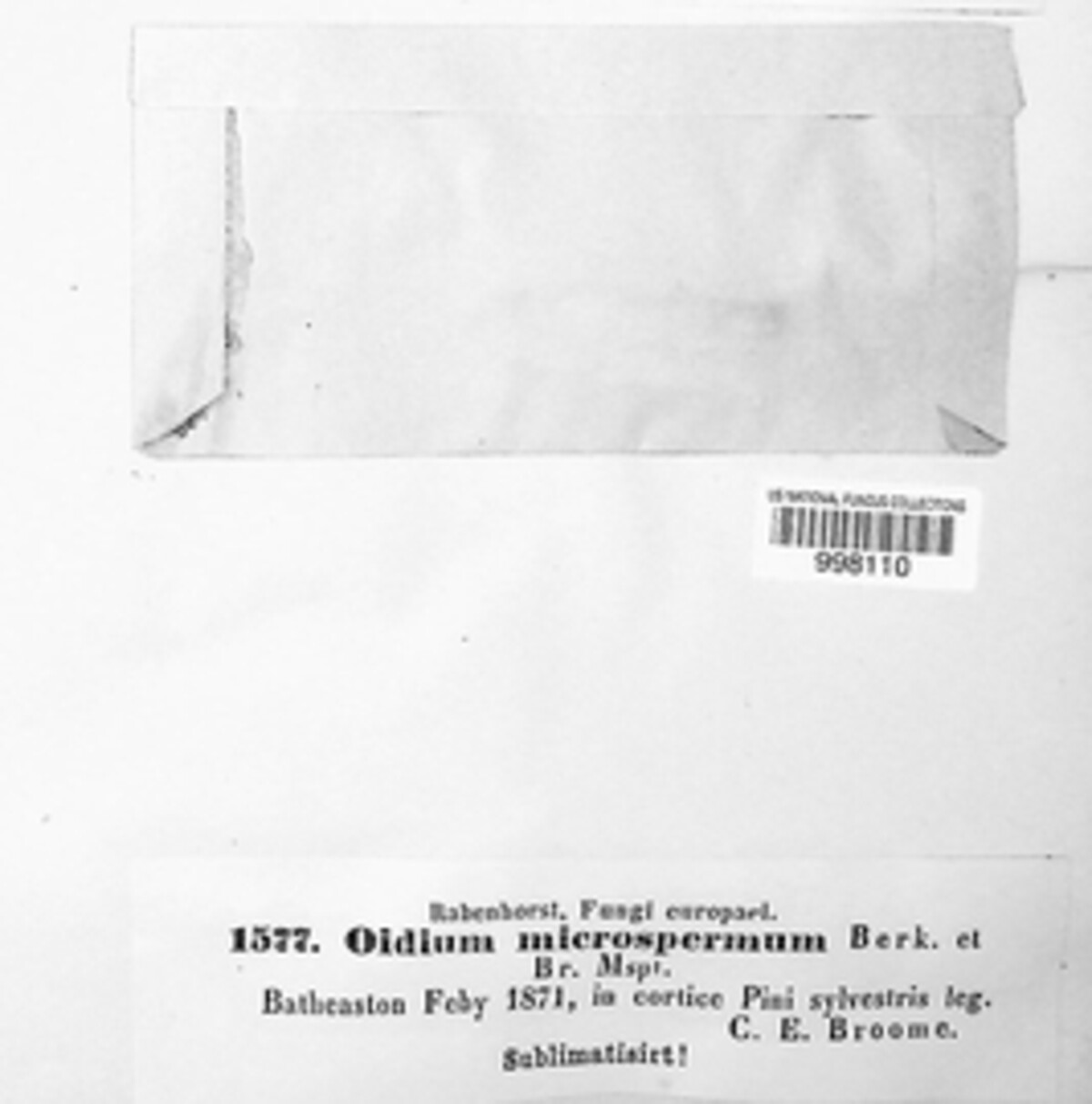 Arthropsis microsperma image